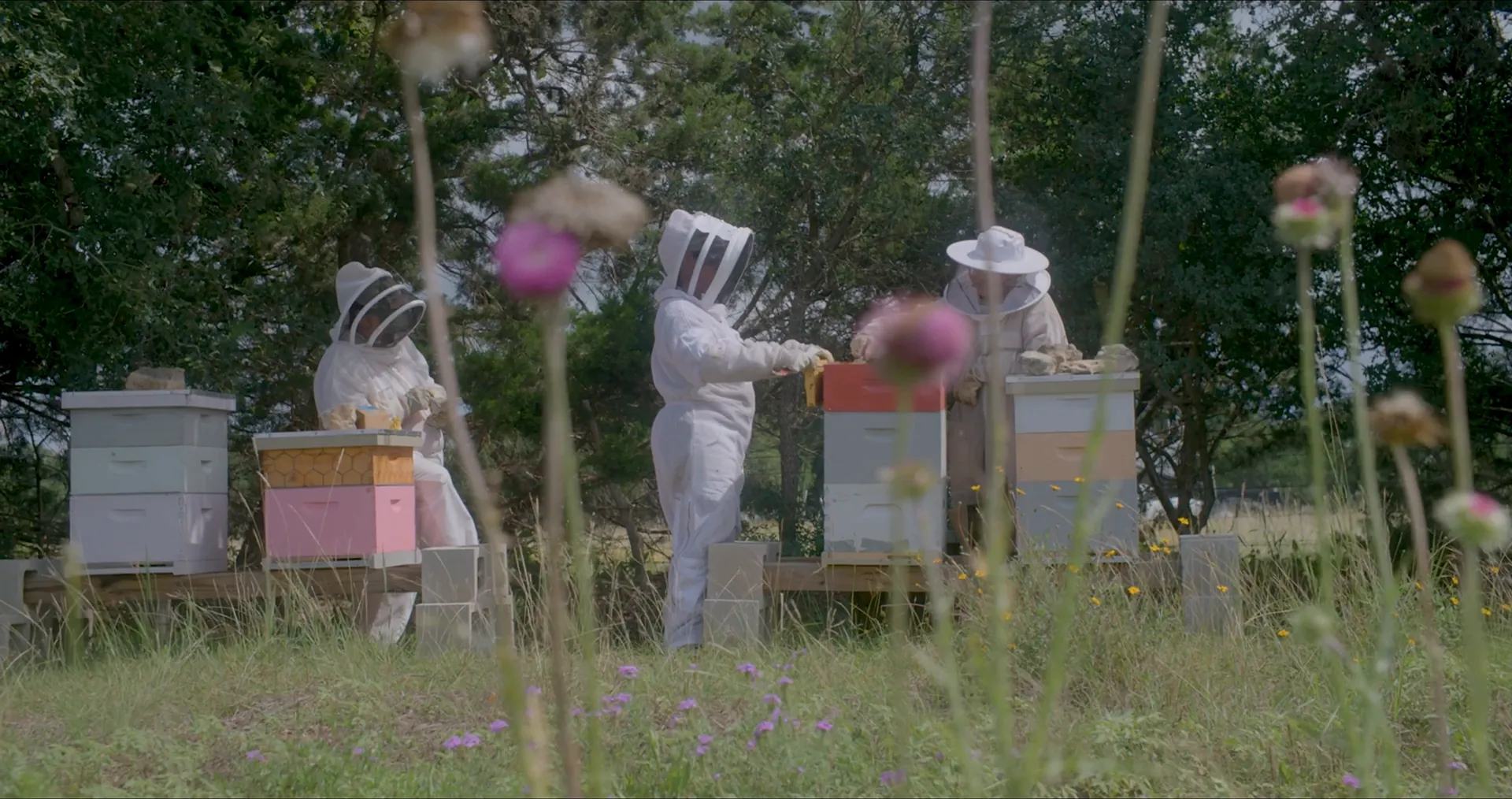 Beekeepers in white suits tend colorful hives behind wildflowers, from our TLC Bees documentary Pollen Pants.