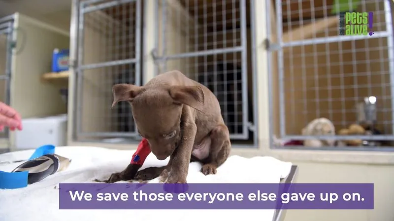 A brown rescue puppy with a bandaged leg sits in a kennel above the words We save those everyone else gave up on.