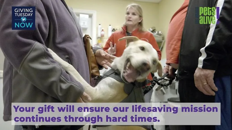 Staff steady a happy white rescue dog on a leash in a San Antonio Pets Alive! clinic.