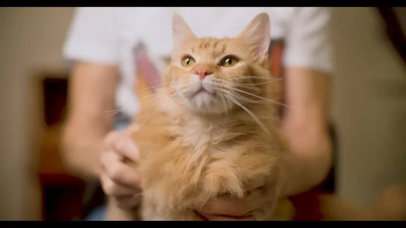 An orange tabby cat looks up from the arms of Cat Foster of the Year Beverly Oakes.