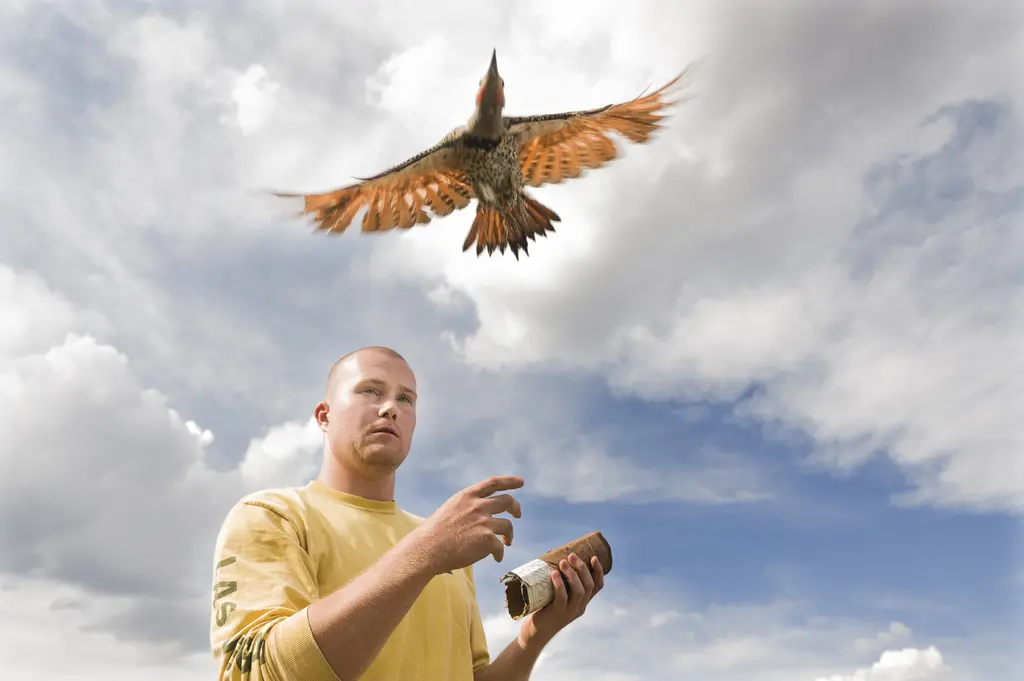 Man in a yellow shirt watching a northern flicker he just released fly overhead against a cloudy sky