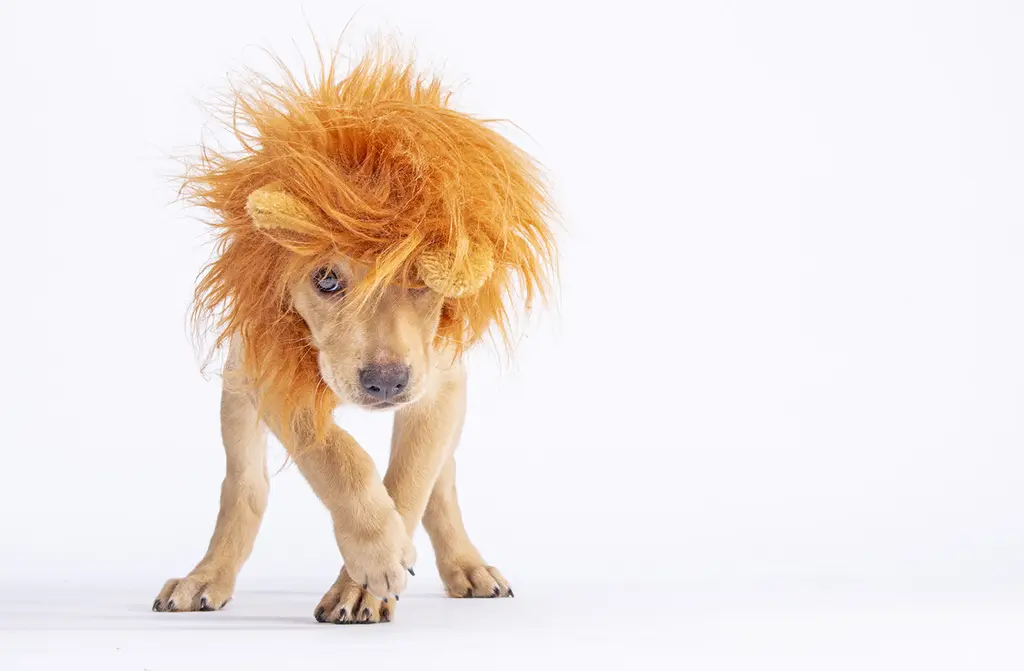 Puppy in a fluffy orange lion's mane costume stepping toward the camera on a white studio backdrop