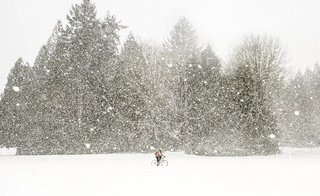 Cyclist riding across a snowy field past tall evergreens during heavy snowfall