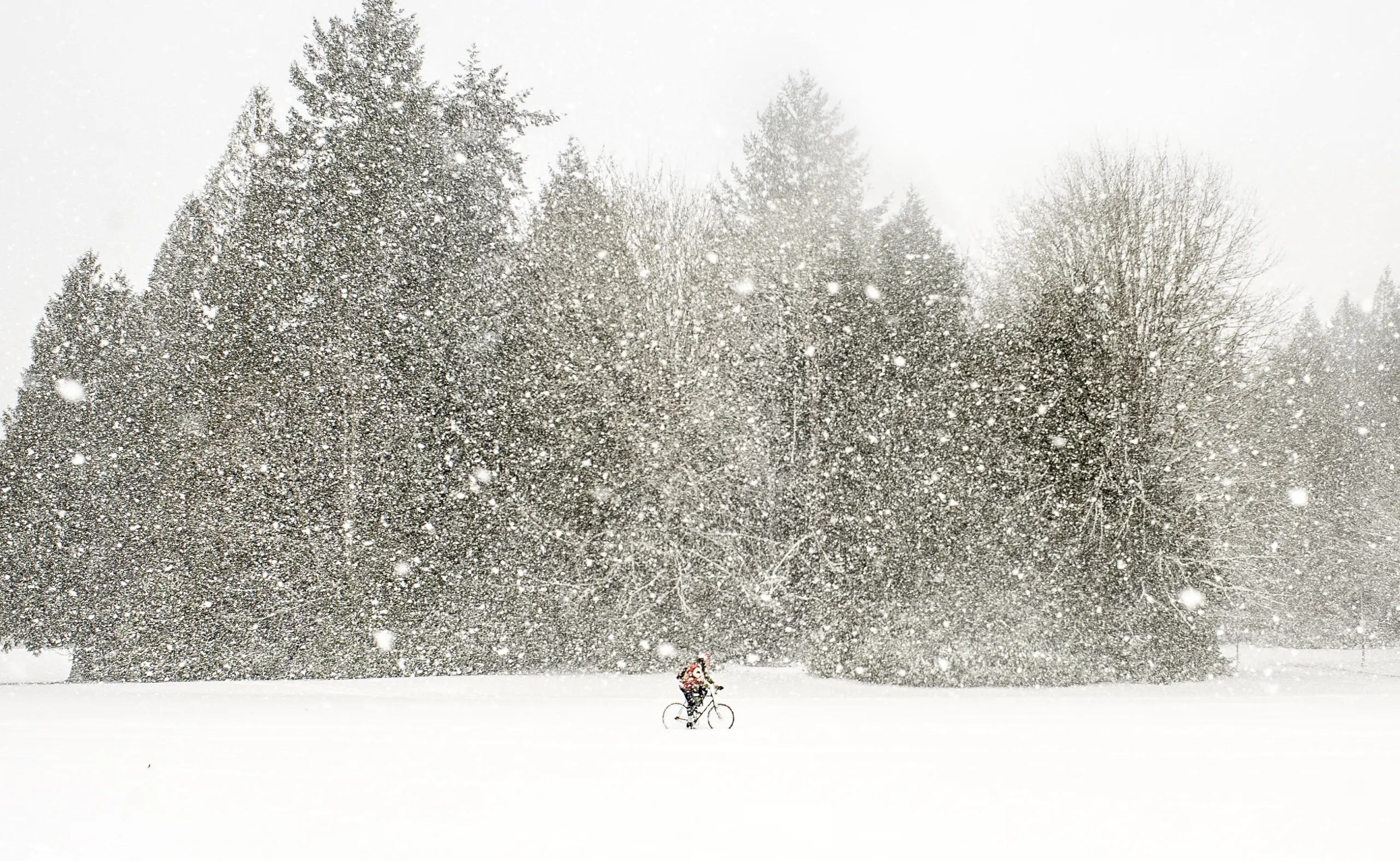 Cyclist riding across a snowy field past tall evergreens during heavy snowfall