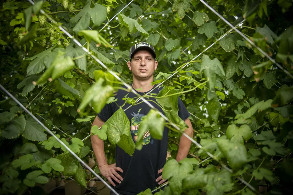 Mark Koehler of Hank's Hops standing among hop vines and trellis wires in a greenhouse