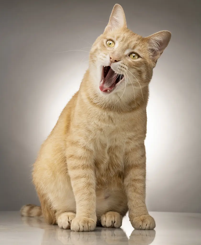 Ziggy, an orange tabby cat, sitting with its mouth wide open against a gray studio backdrop