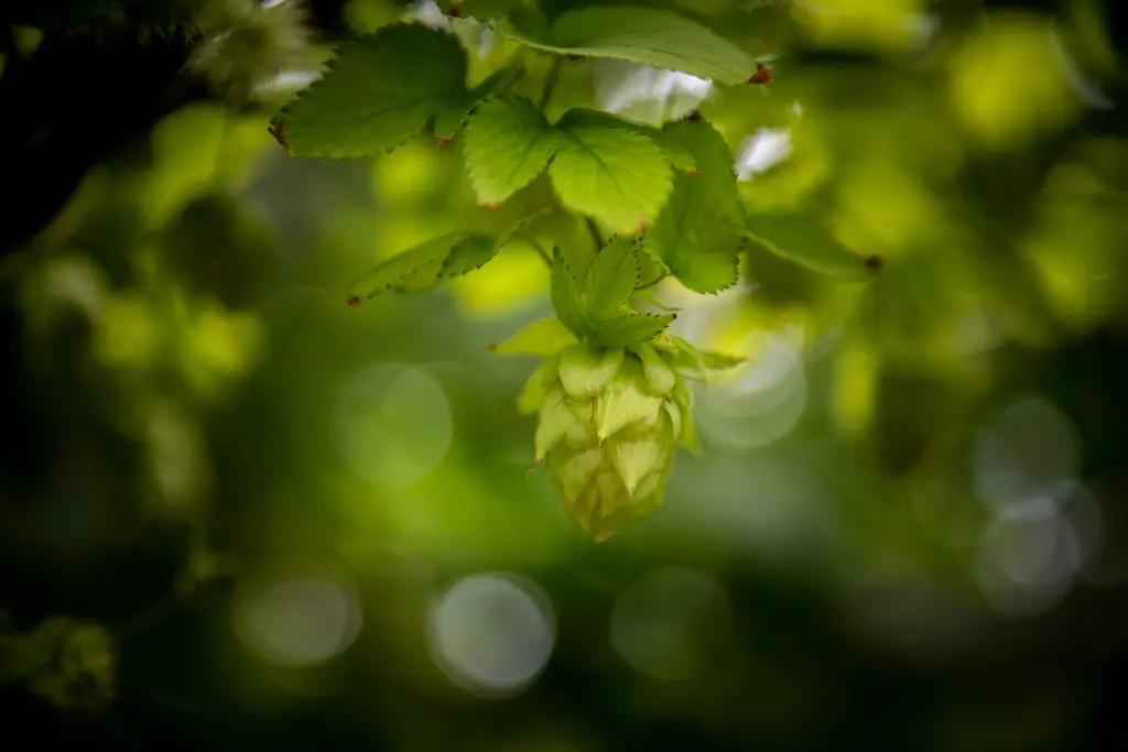 A close view of a green hop cone hanging from a leafy vine, with soft light behind it.