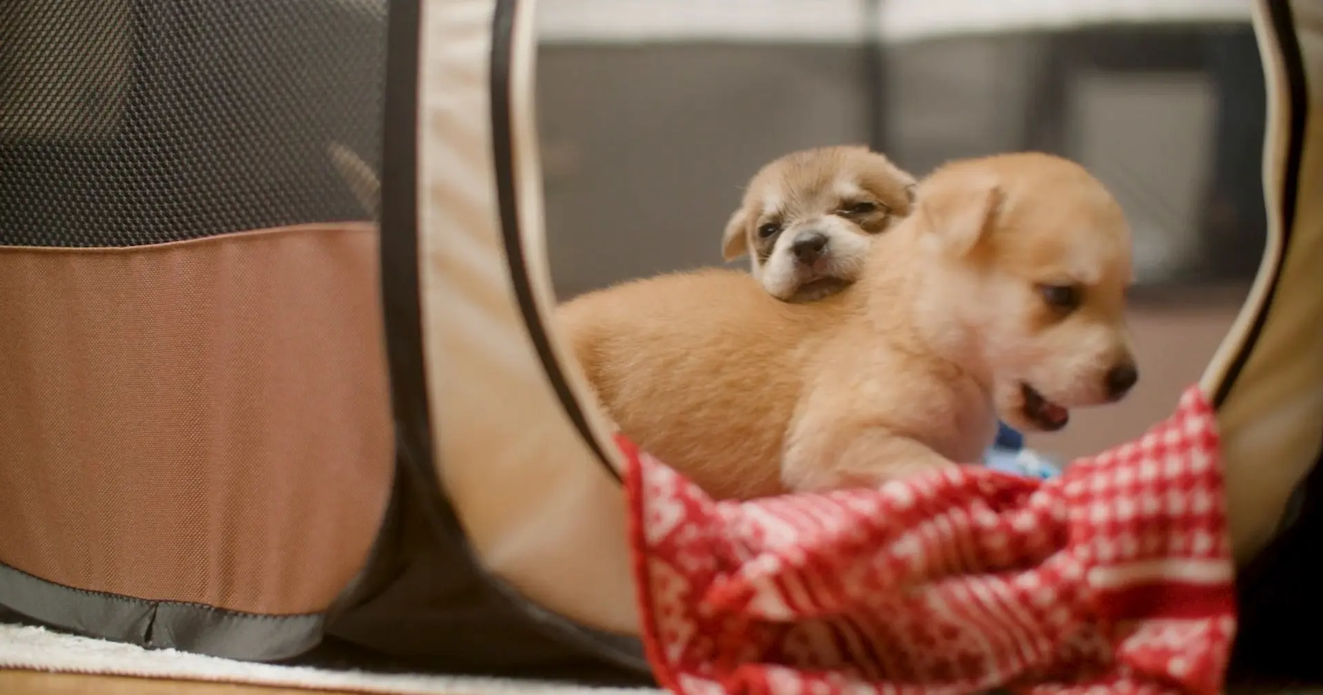 Two tan puppies sit in a soft pop-up pet tent, one resting its head on the other's back, beside a red and white blanket.