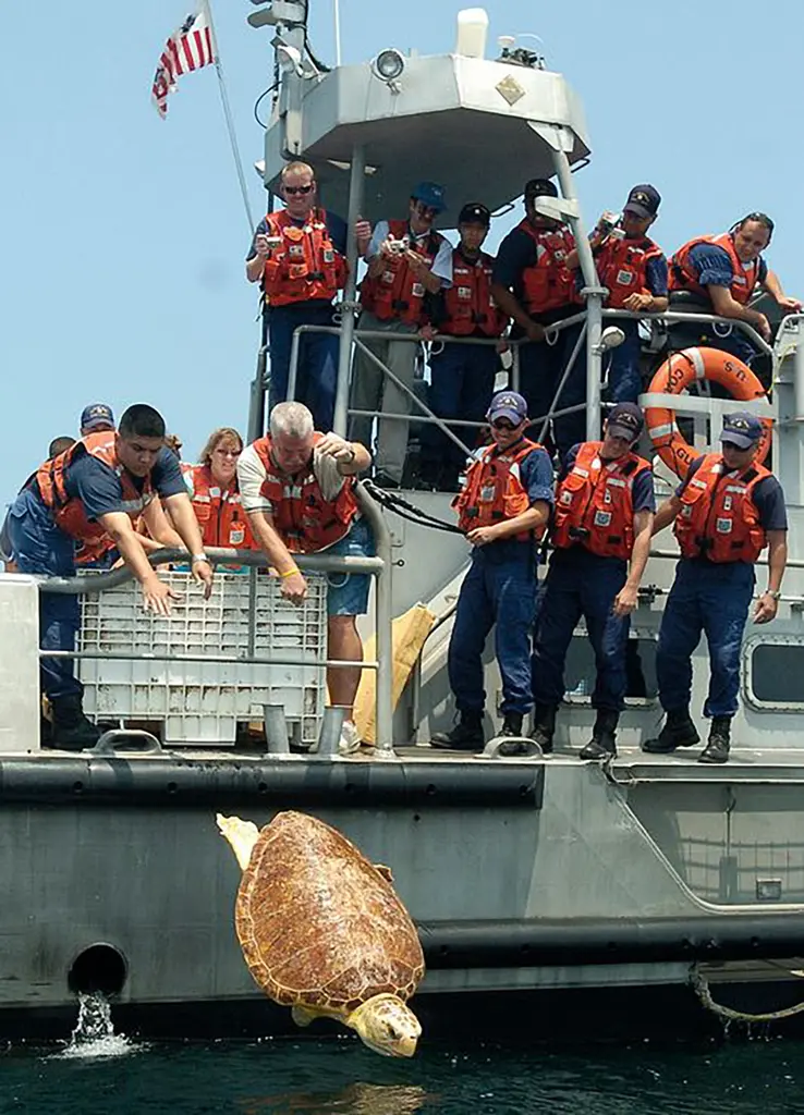 A large sea turtle drops from the side of a U.S. Coast Guard boat into the water as crew members in orange life vests watch from the deck.