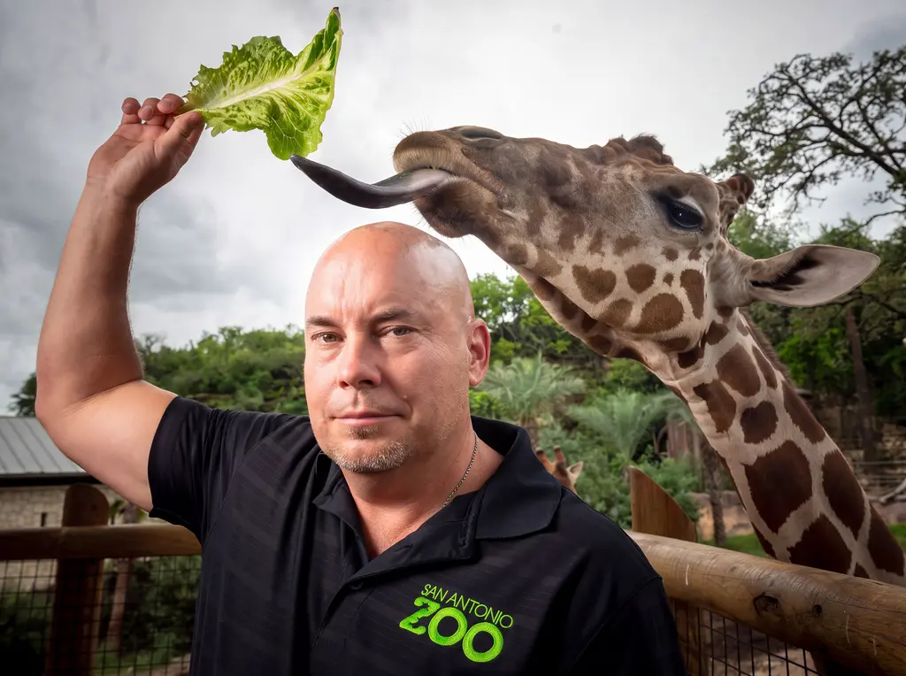 Tim Morrow in a San Antonio Zoo polo holds up a lettuce leaf as a giraffe reaches for it with its tongue